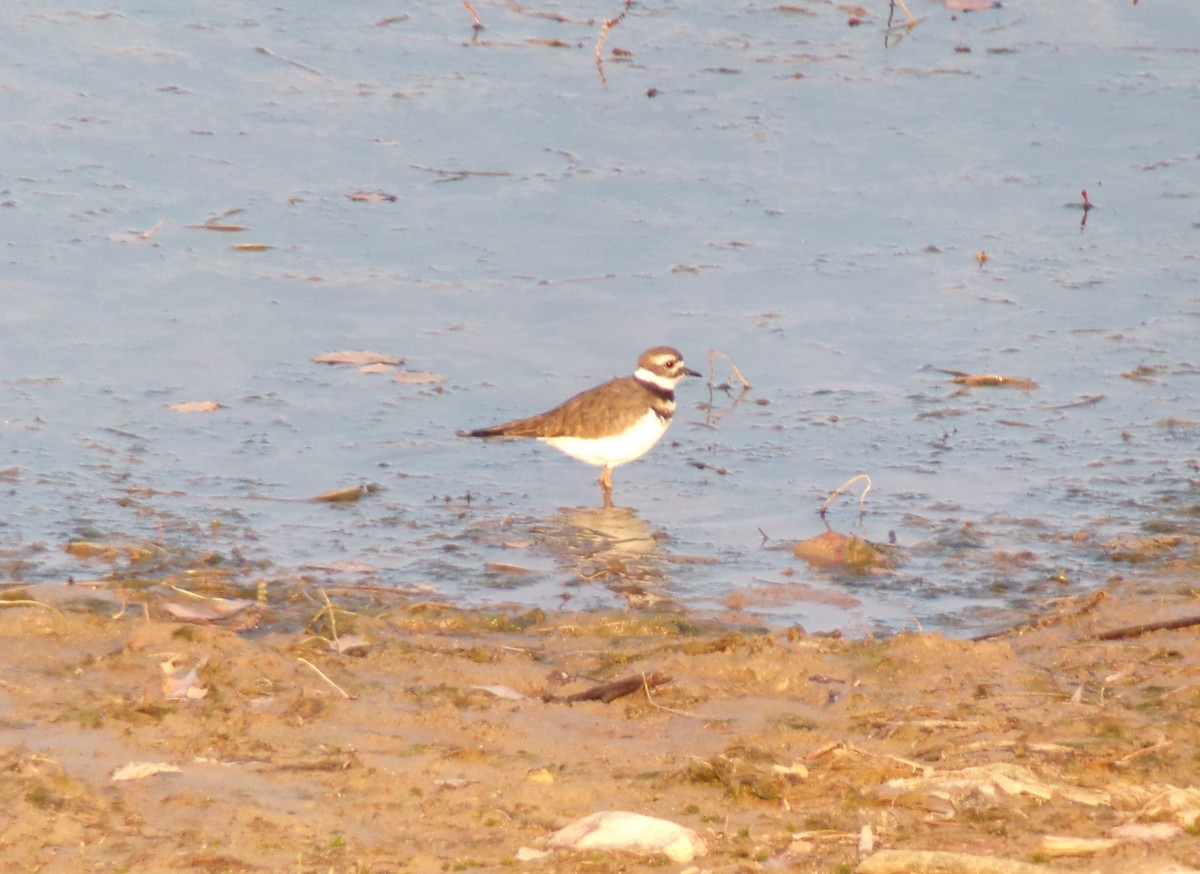 Killdeer - ML371915671