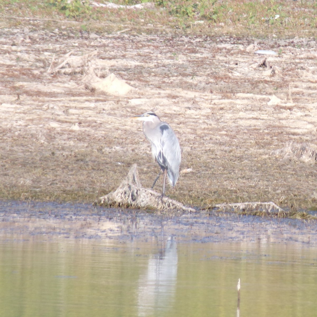 Garza Azulada - ML371916701