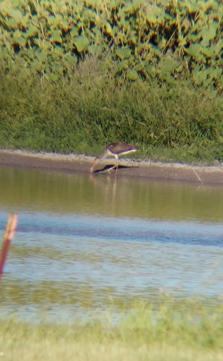 White Ibis - ML371917931