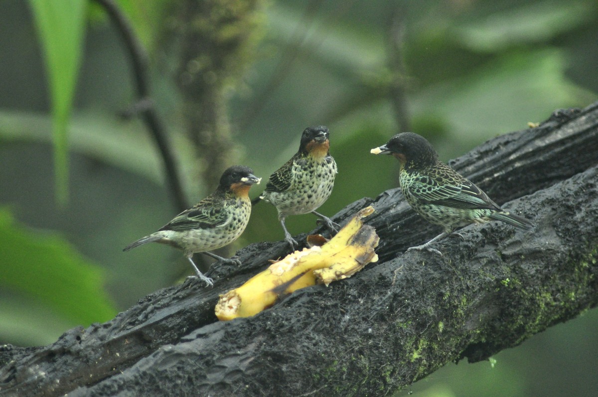 Rufous-throated Tanager - Elliott GG