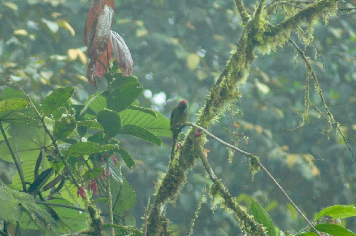 Golden-olive Woodpecker - Elliott GG