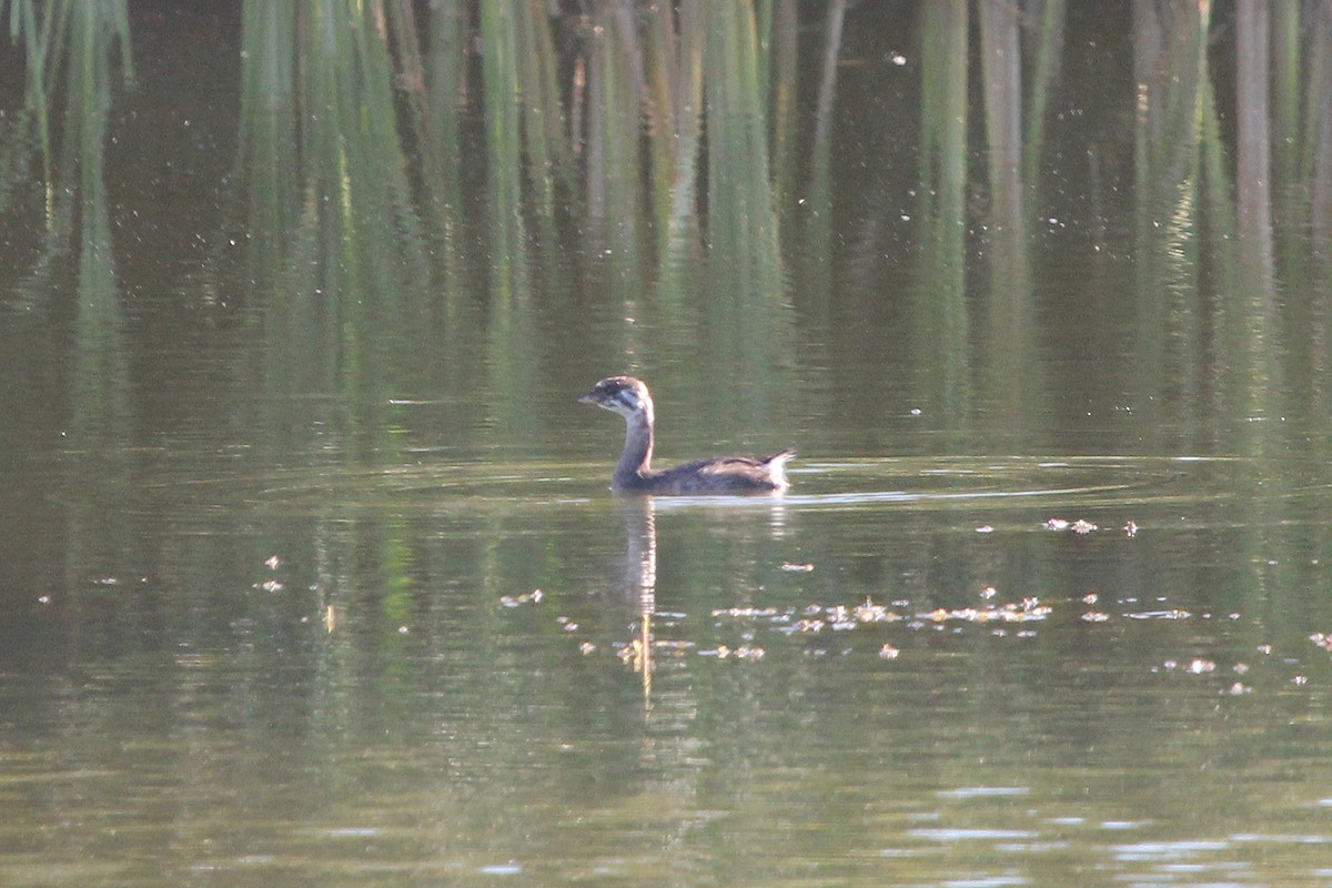 Pied-billed Grebe - ML371921301