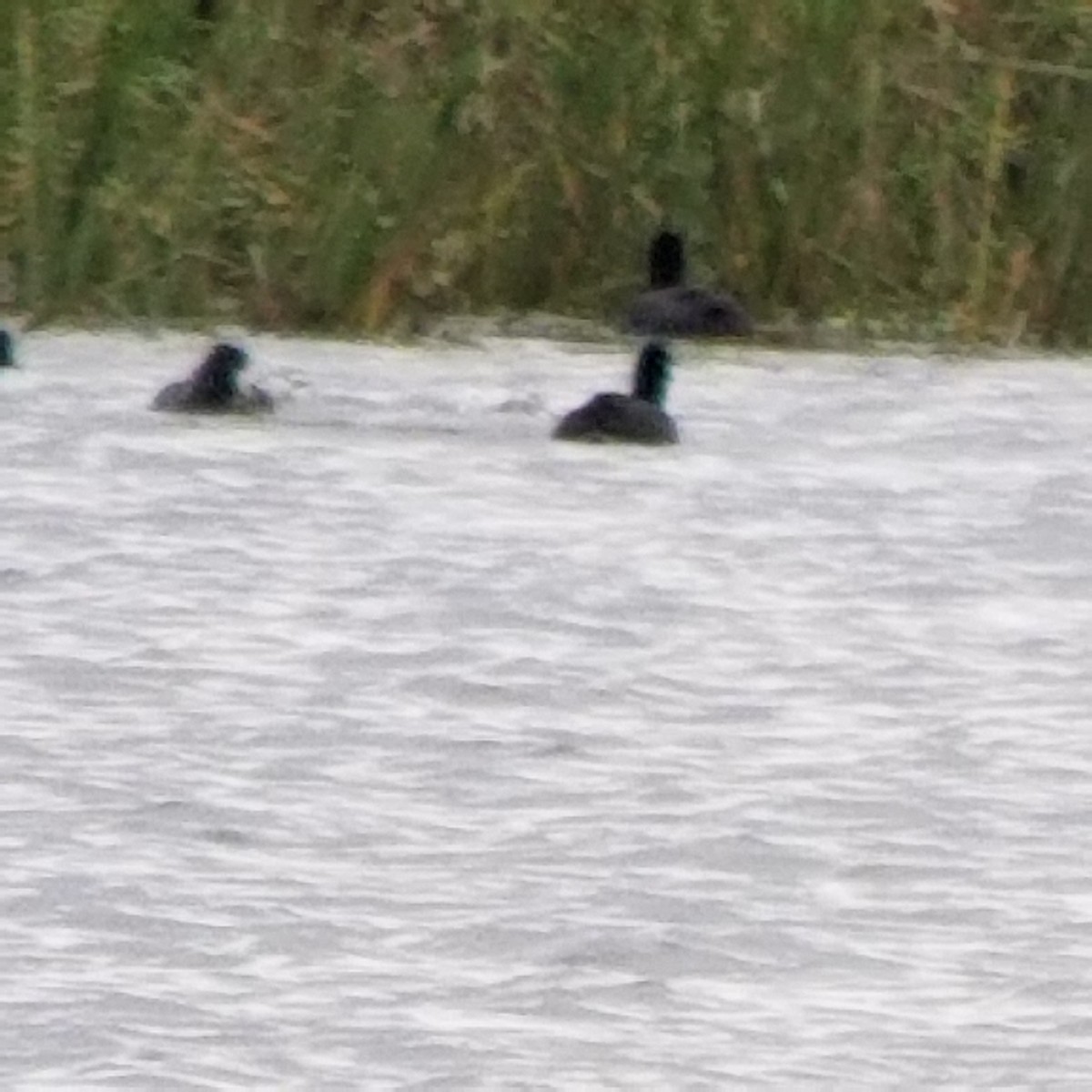 American Coot - ML371921511