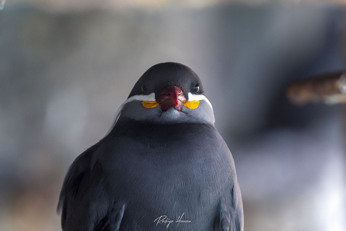 Inca Tern - Rodrigo Herrera