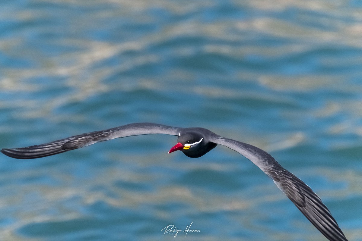 Inca Tern - Rodrigo Herrera