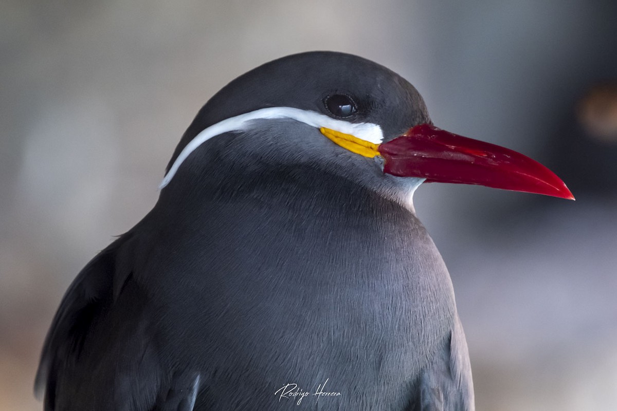 Inca Tern - ML371922131