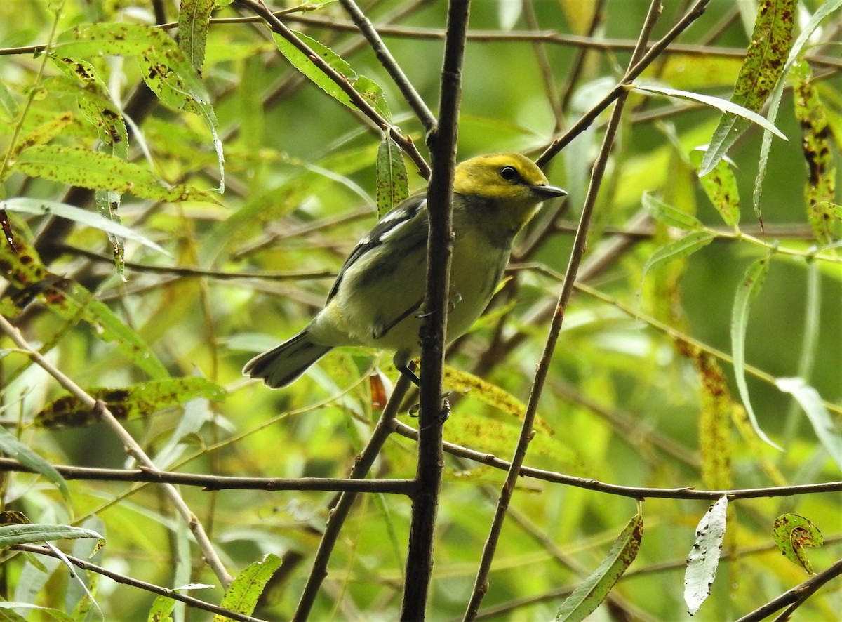 Black-throated Green Warbler - Bruce Hoover