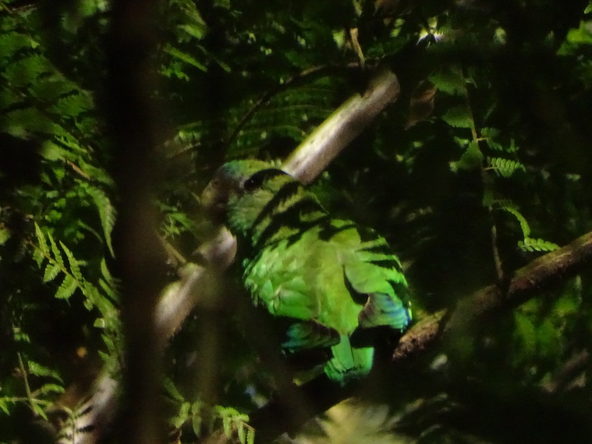 Pileated Parrot - ML371924581