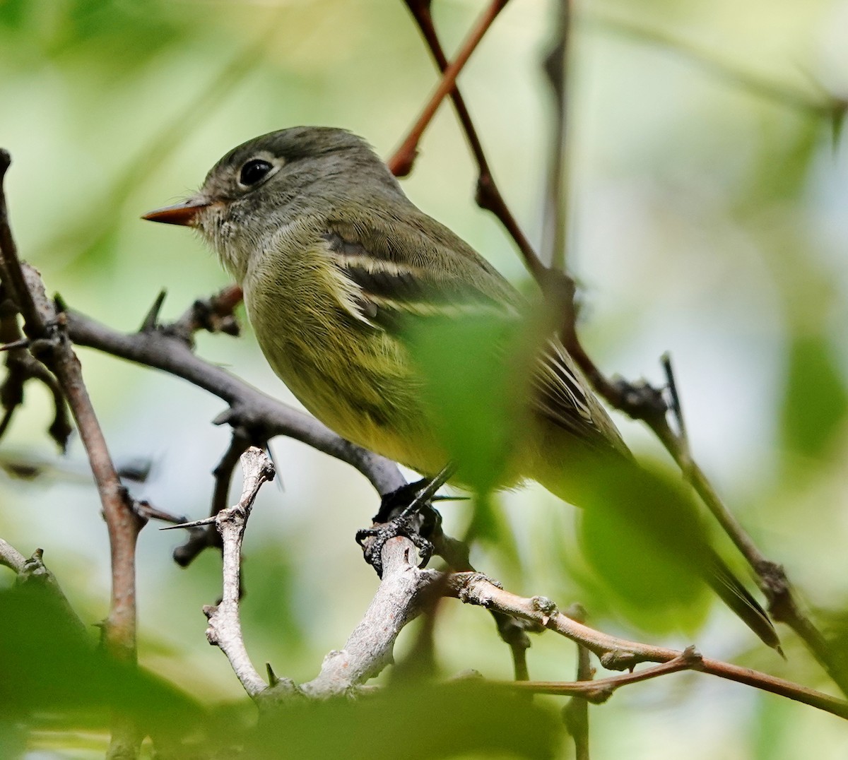 Hammond's Flycatcher - ML371925721