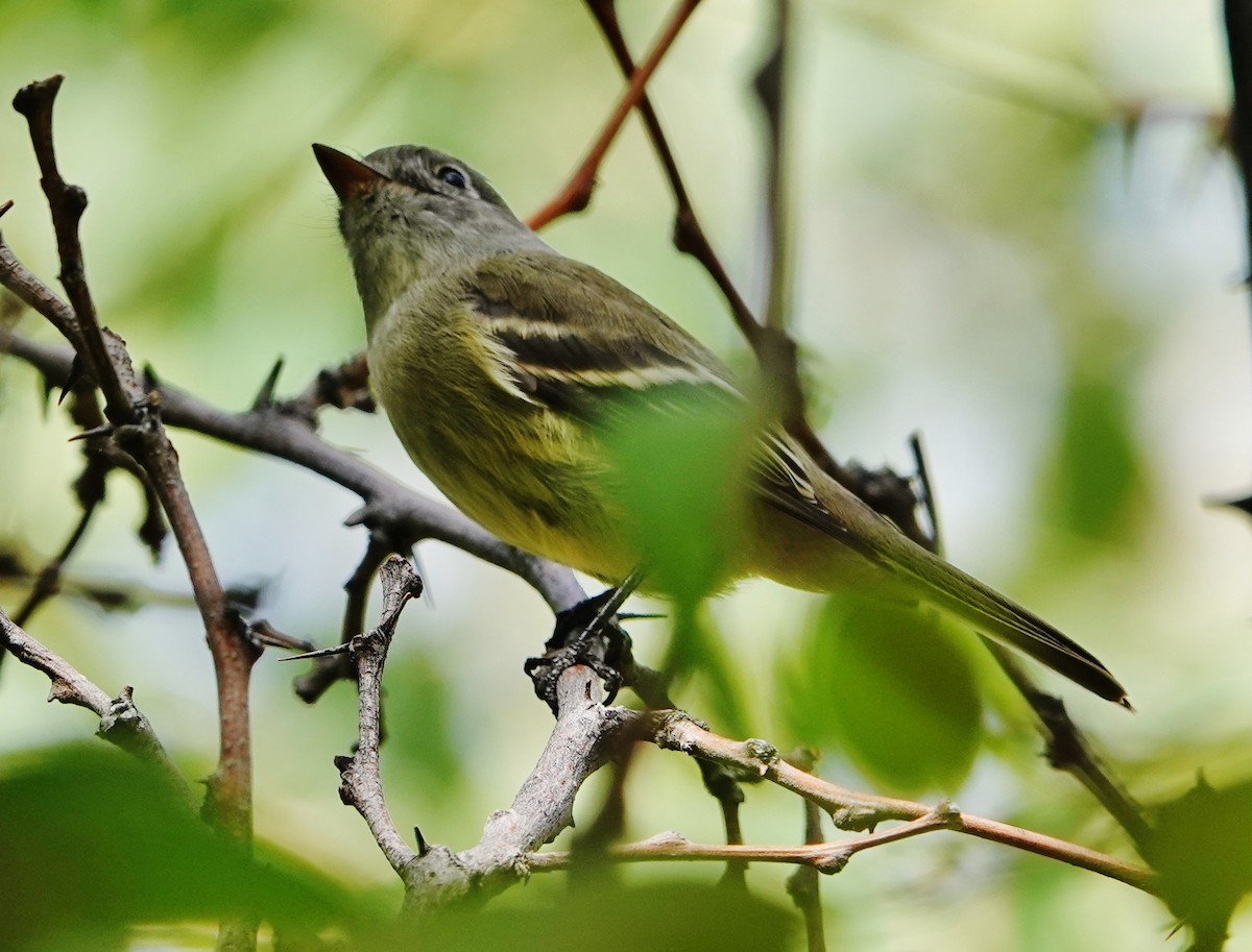 Hammond's Flycatcher - ML371926331