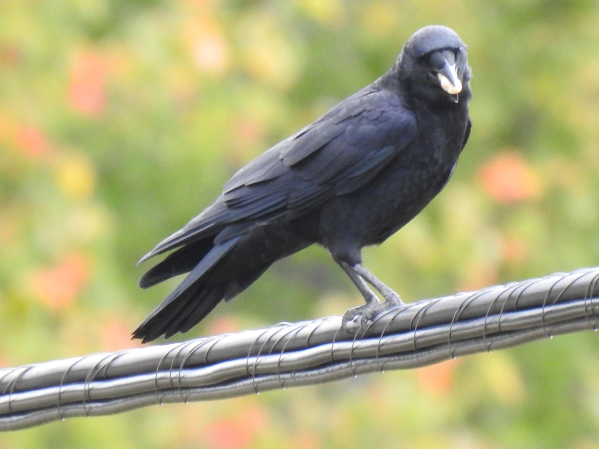 American Crow - ML371926991