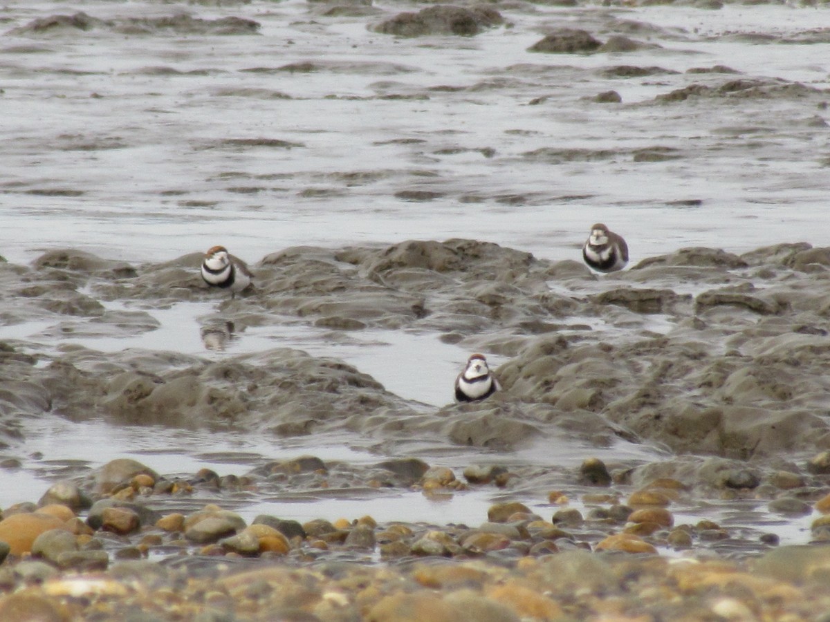 Two-banded Plover - ML371929441