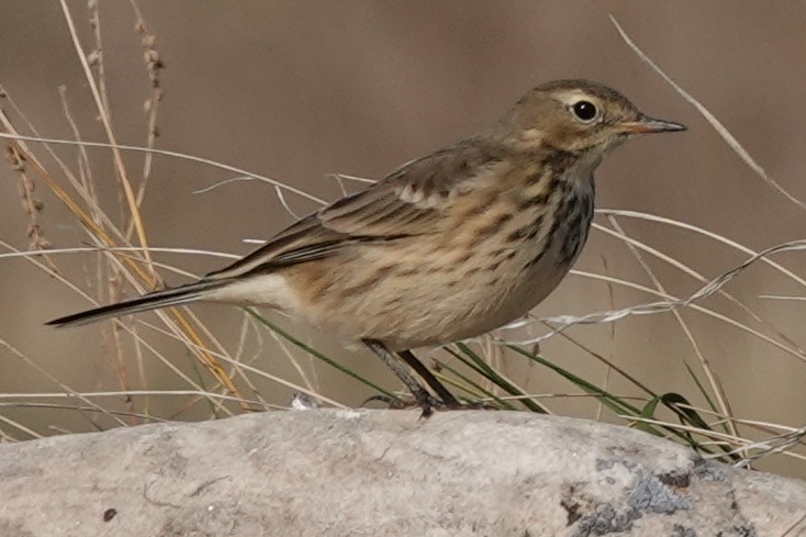 American Pipit - Mike Blancher