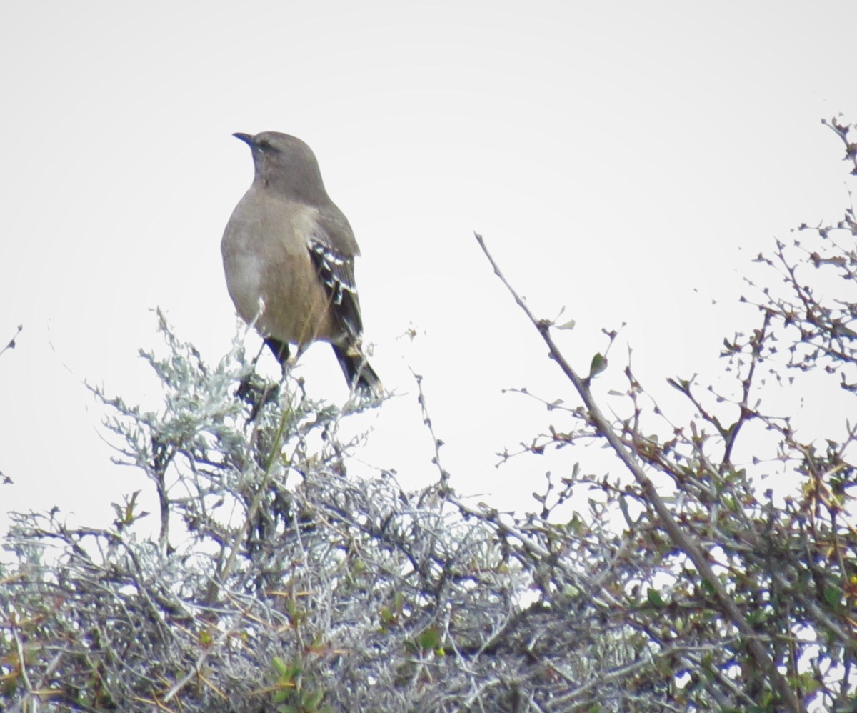 Patagonian Mockingbird - ML371930661