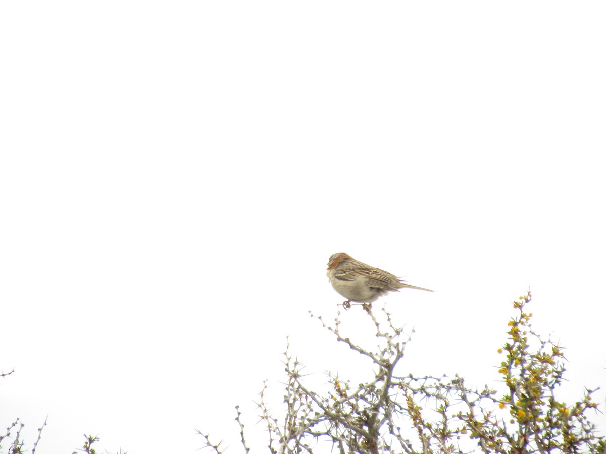 Rufous-collared Sparrow - ML371930931