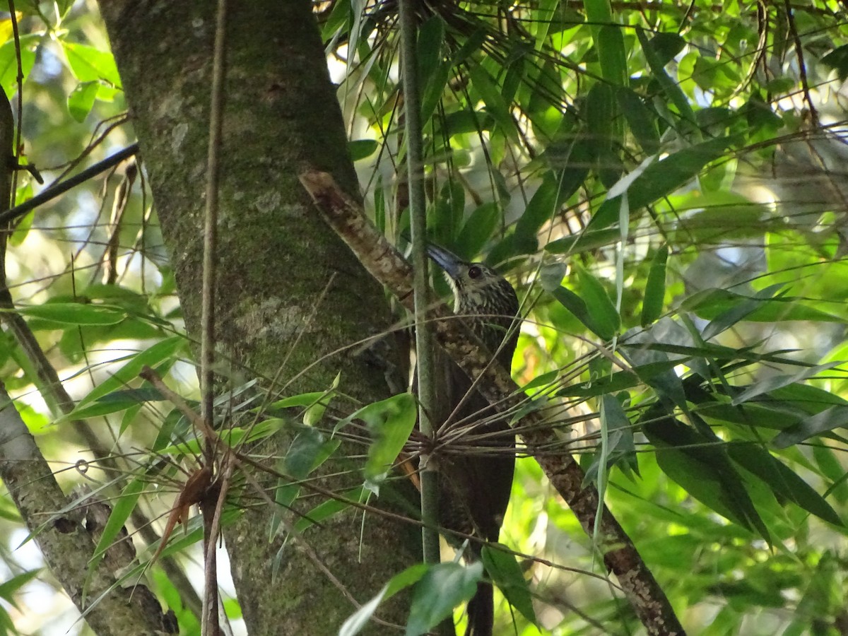 White-throated Woodcreeper - ML371932441