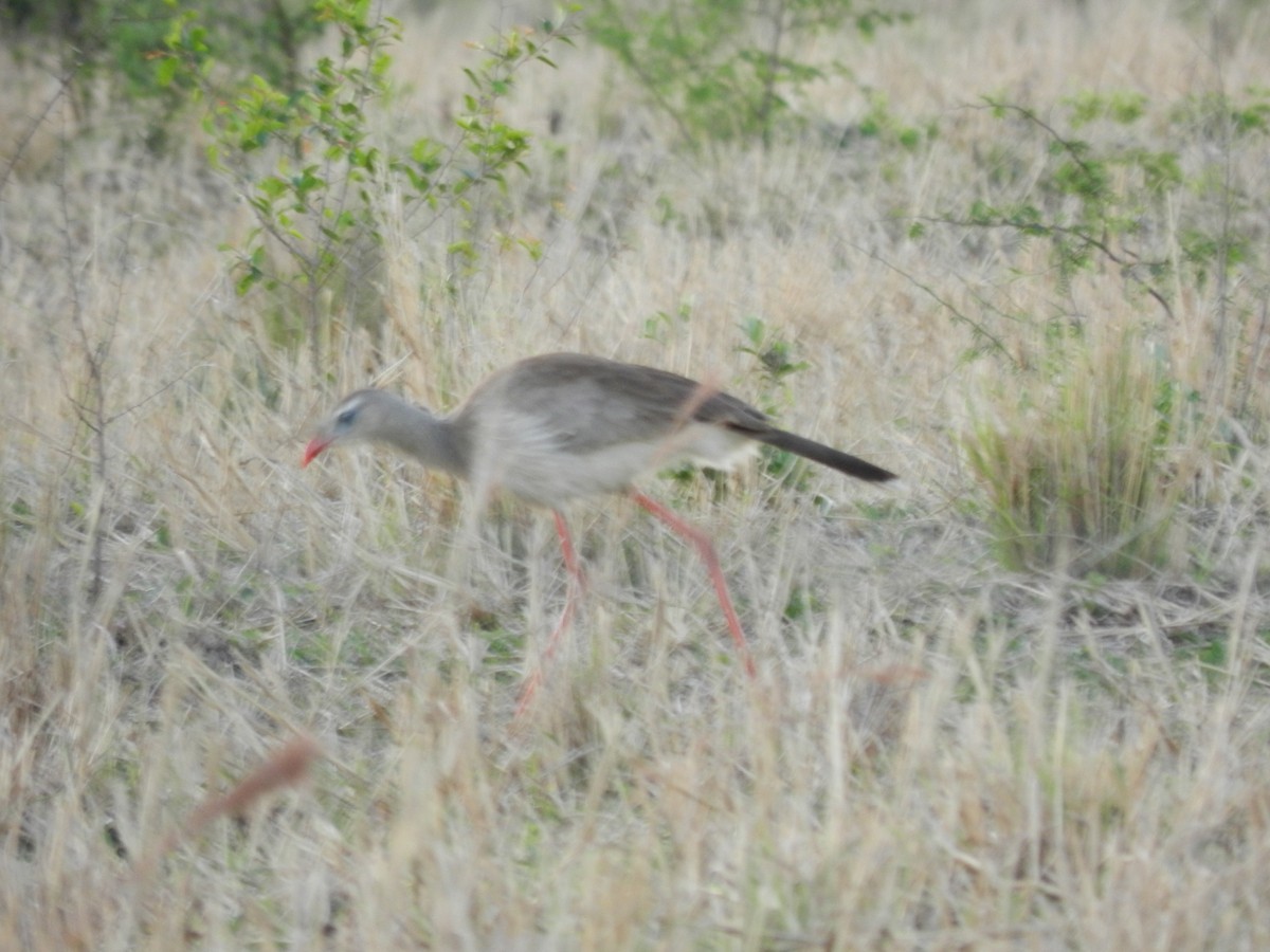 Red-legged Seriema - Mariano Fernández