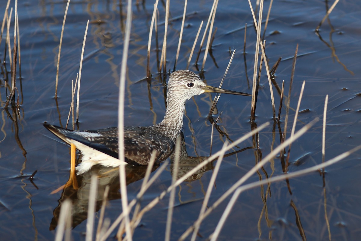 Greater Yellowlegs - ML371933161