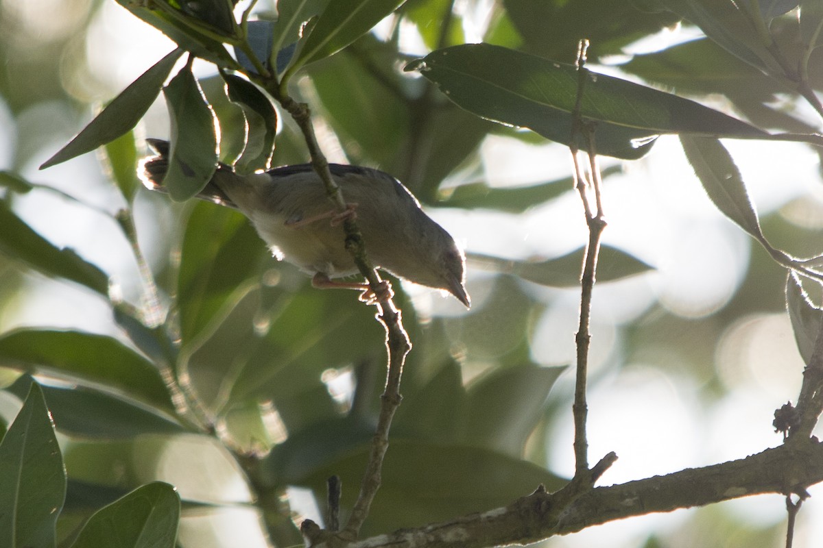 Bicolored Conebill - ML37193401