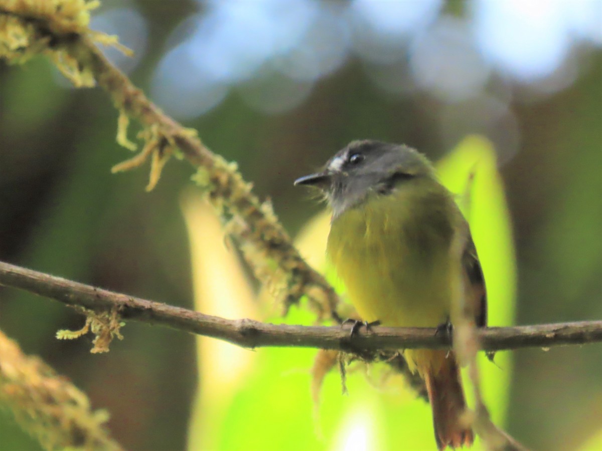 Ornate Flycatcher - Katherine Holland