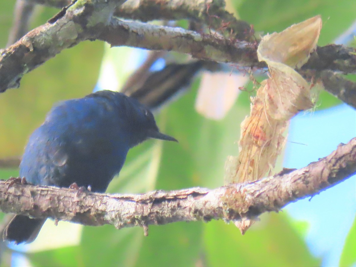 Indigo Flowerpiercer - ML371934811