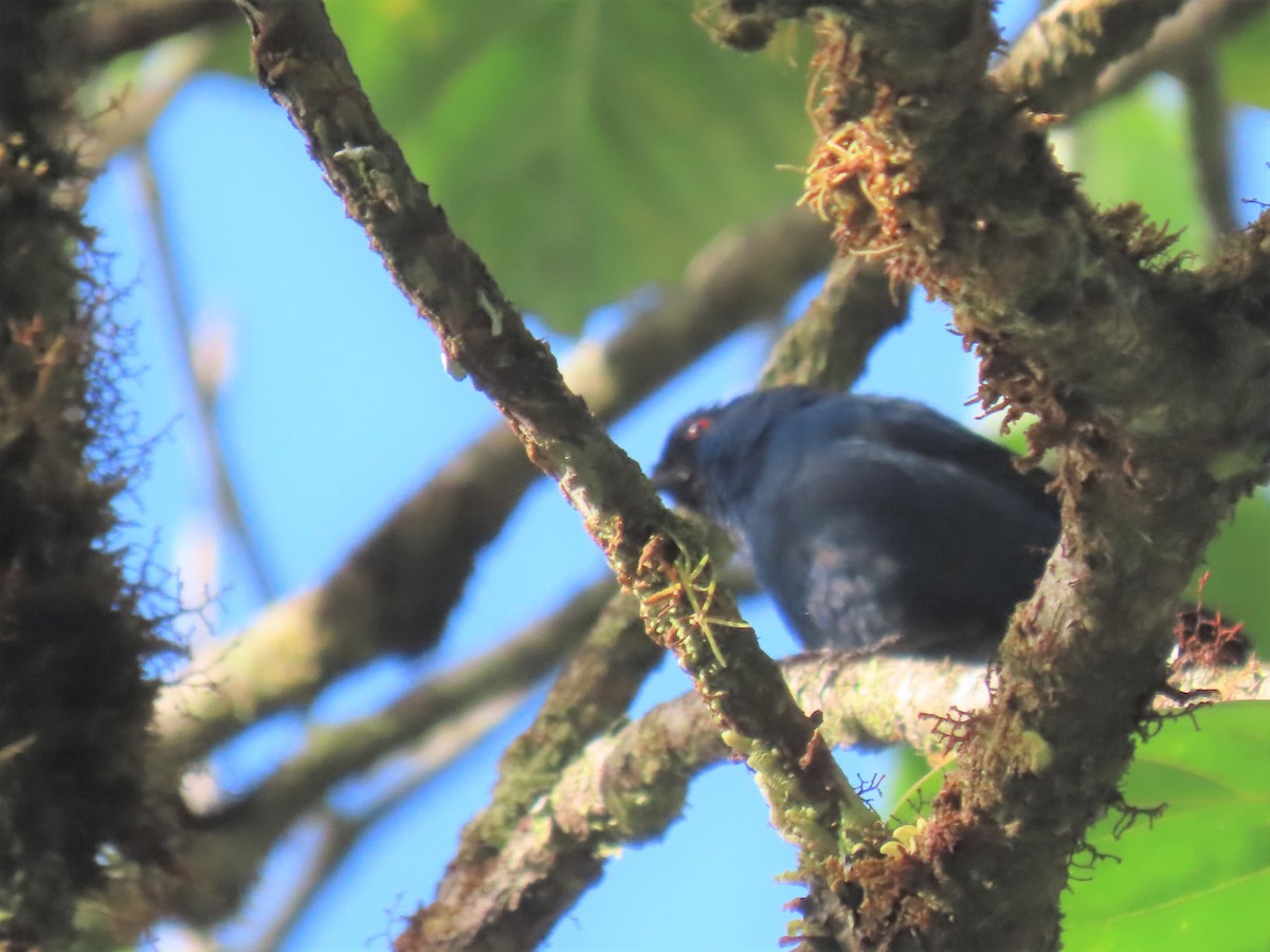 Indigo Flowerpiercer - ML371934821