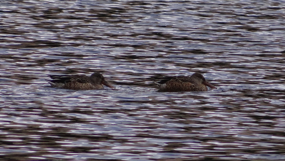 Northern Shoveler - ML371935121