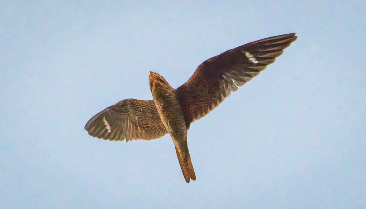 Common Nighthawk - Dmitriy Aronov