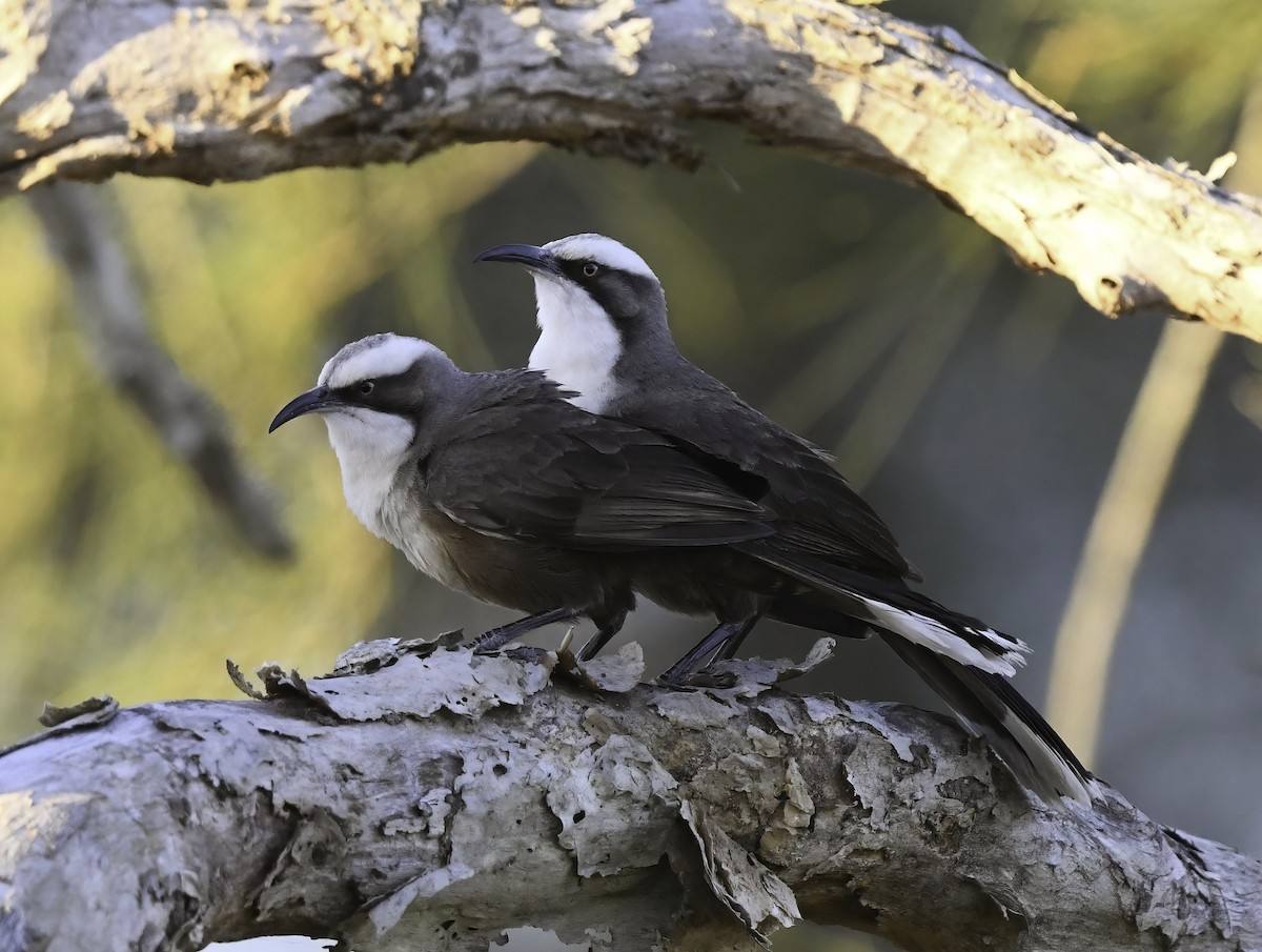 Gray-crowned Babbler - ML371935351