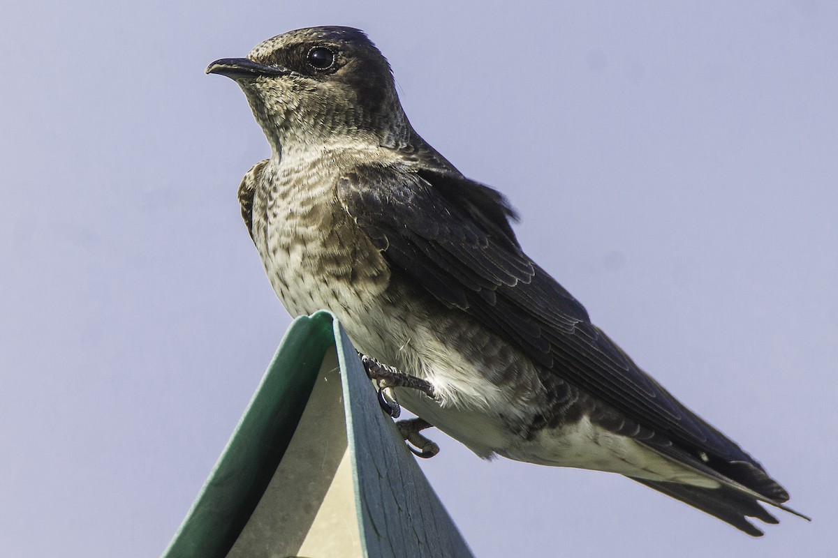 Purple Martin - ML371935871