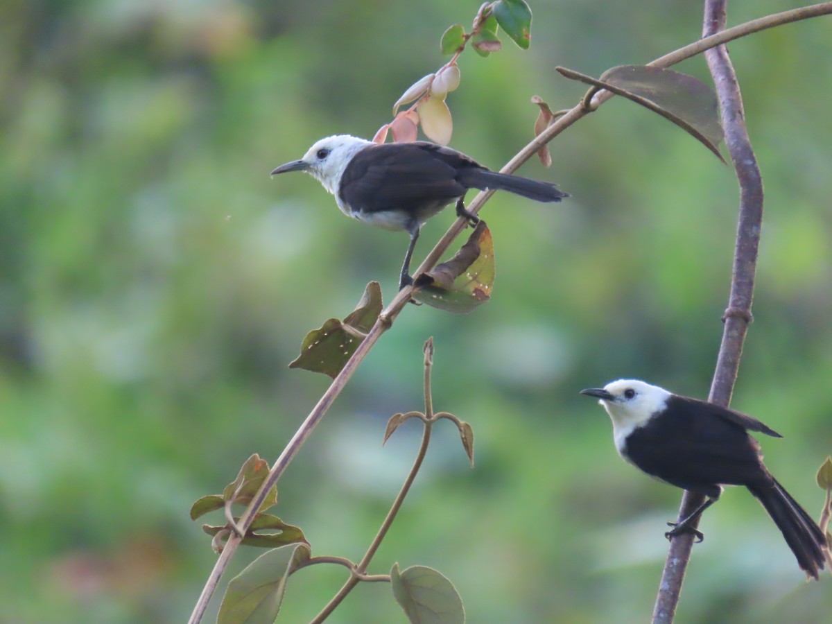 White-headed Wren - Katherine Holland