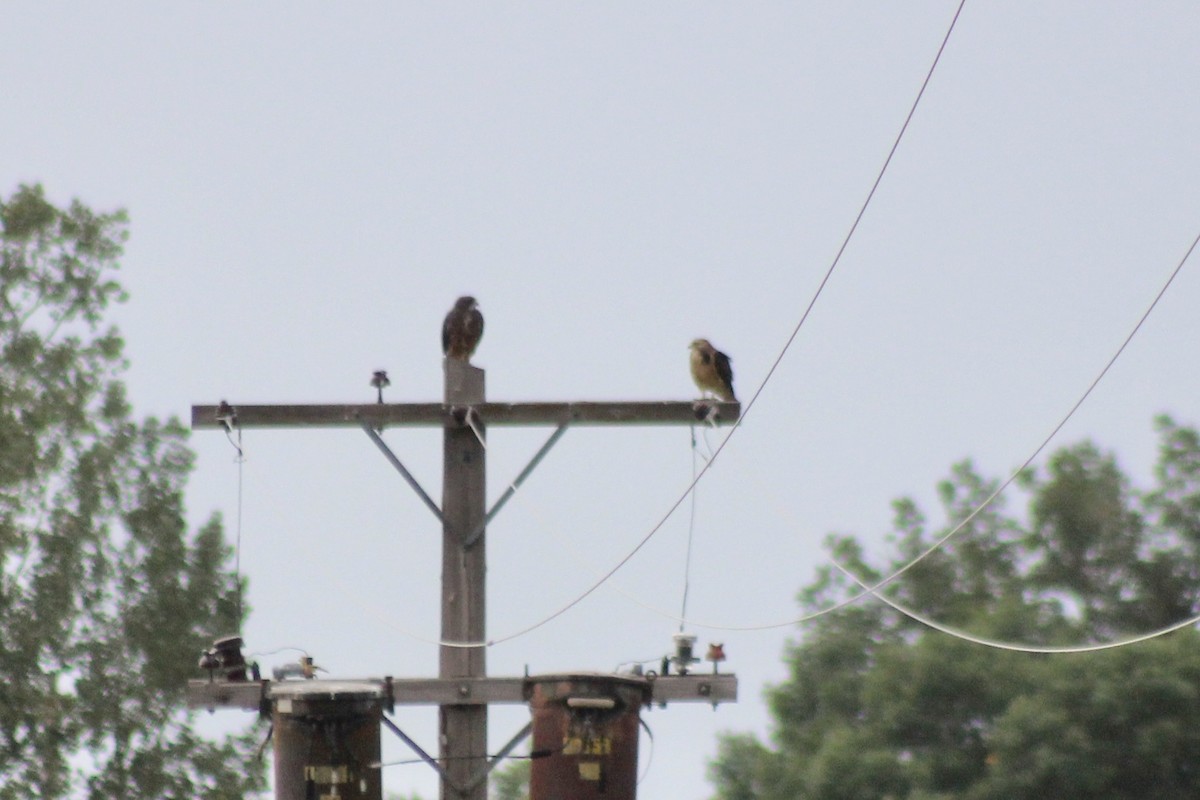 Swainson's Hawk - ML371936061