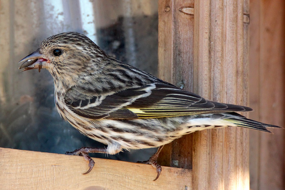 Pine Siskin - ML371936111