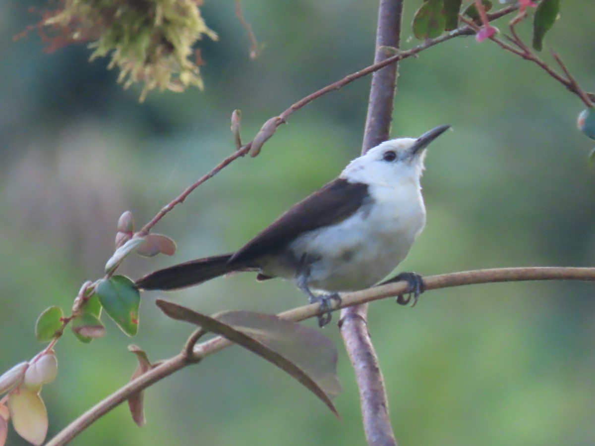 White-headed Wren - Katherine Holland