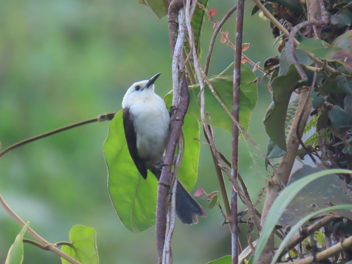 White-headed Wren - Katherine Holland