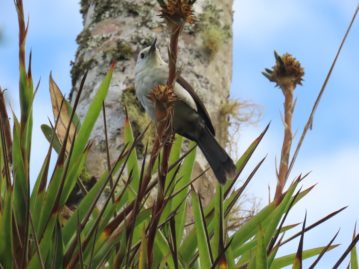 White-headed Wren - Katherine Holland