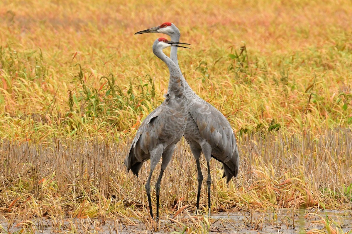 Sandhill Crane - Terri Kershaw