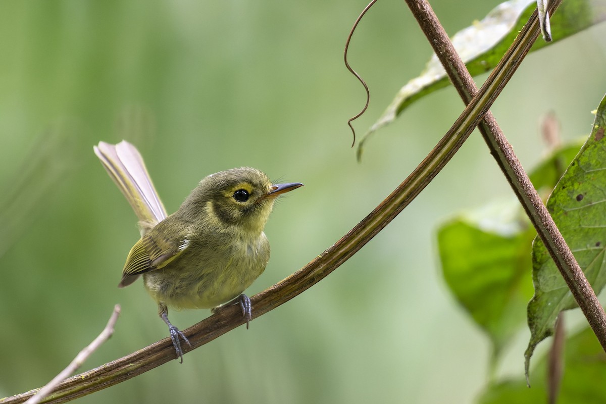 Oustalet's Tyrannulet - ML371936921