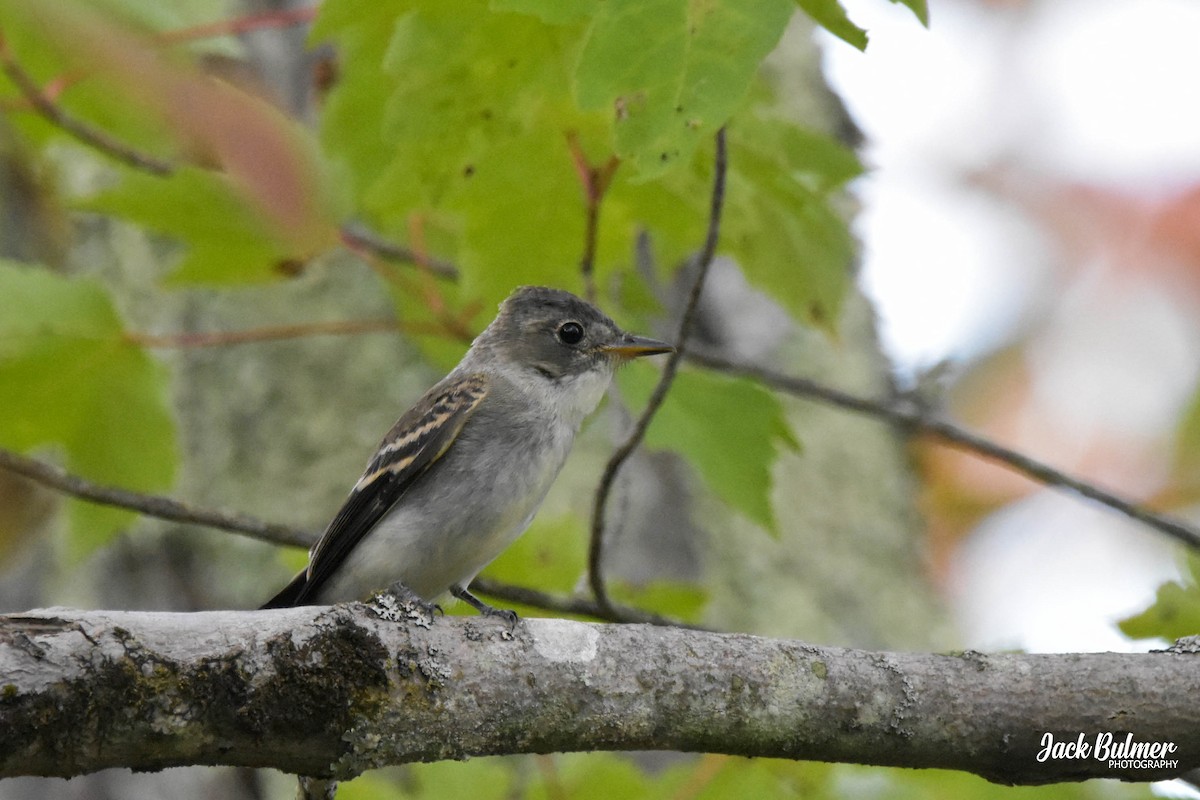 tyranovec východní - ML371938041