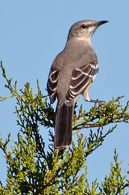 Northern Mockingbird - ML371938721