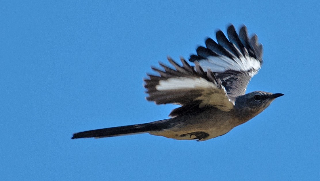 Northern Mockingbird - ML371938761