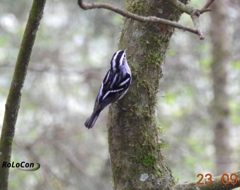Black-and-white Warbler - ML371940651