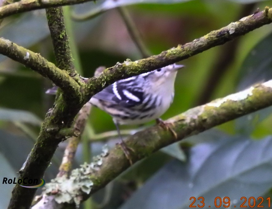 Black-and-white Warbler - ML371940661