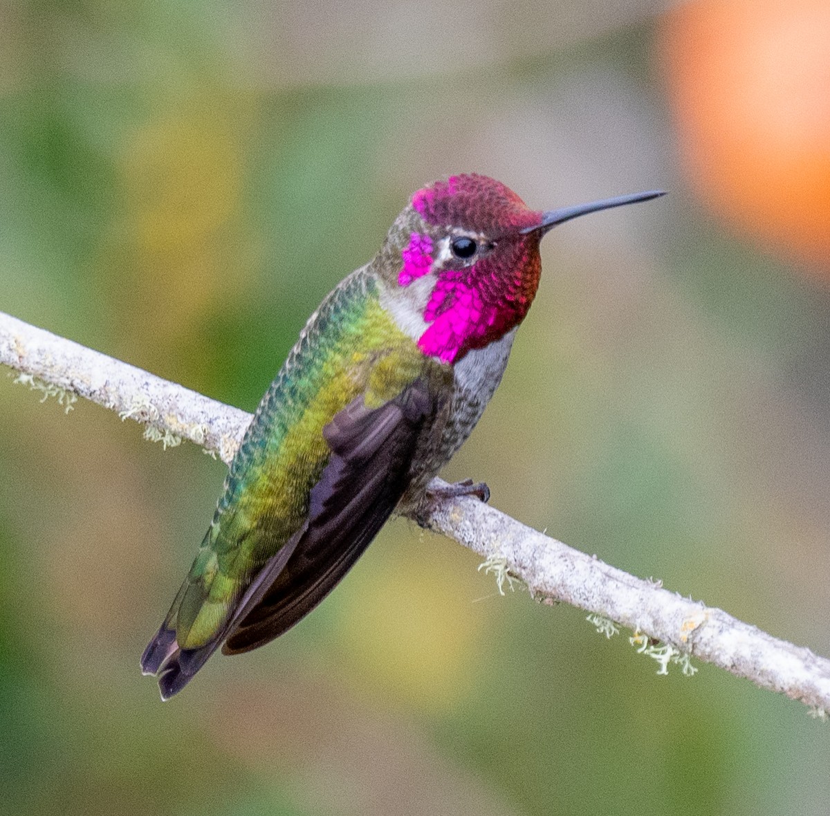 Anna's Hummingbird - Michael  Hingerty