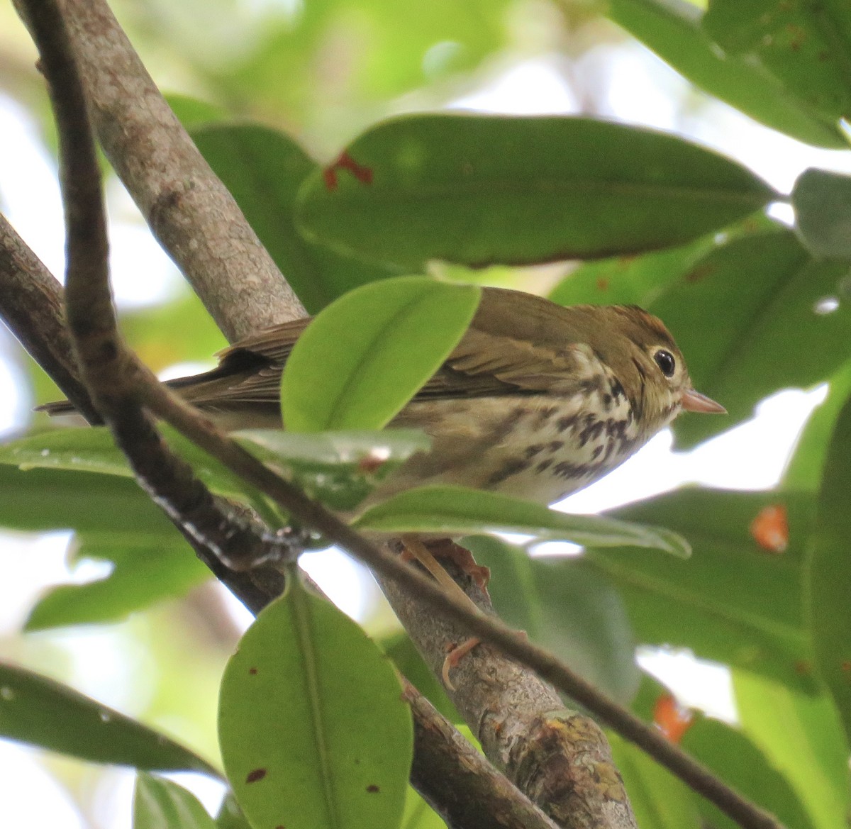 Ovenbird - ML371941881