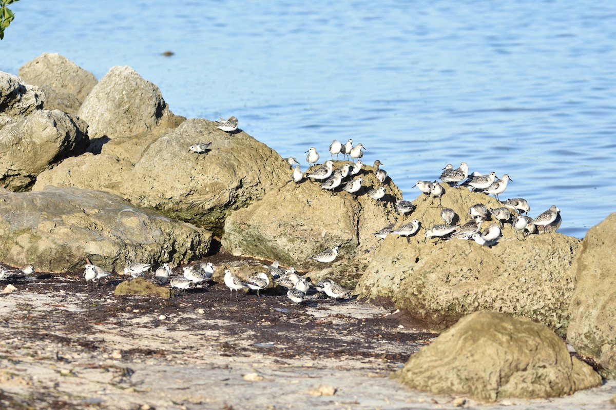 Sanderling - ML371942121