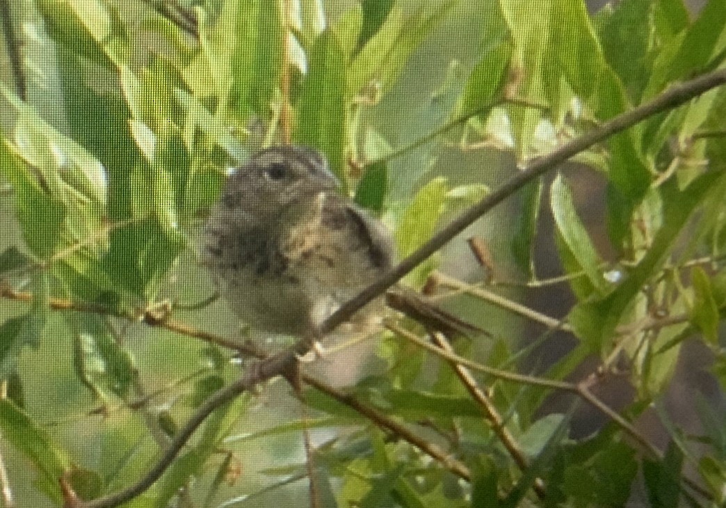 ヤブスズメモドキ - ML371942171