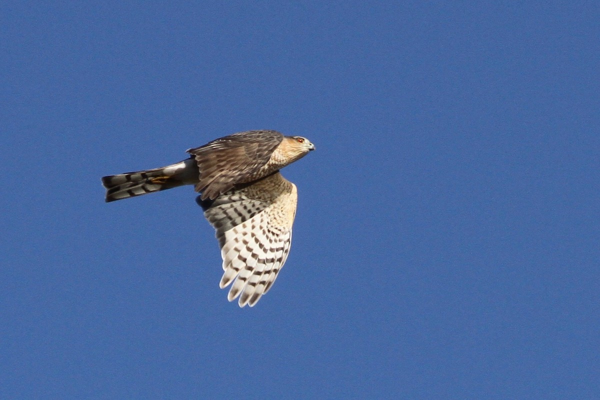 Sharp-shinned Hawk - ML37194251