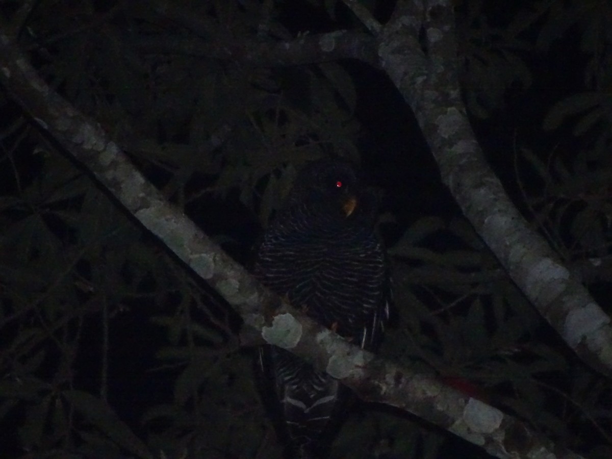 Black-banded Owl - ML371942851