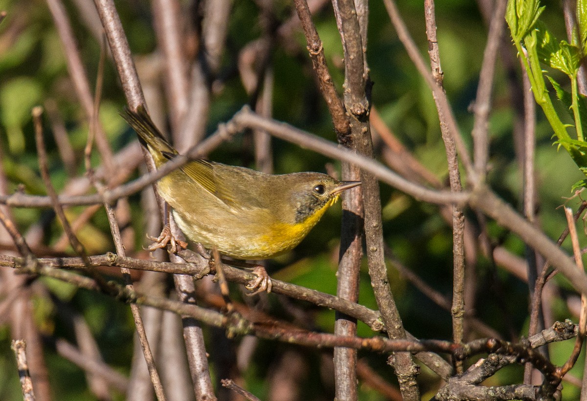 Common Yellowthroat - ML371943621